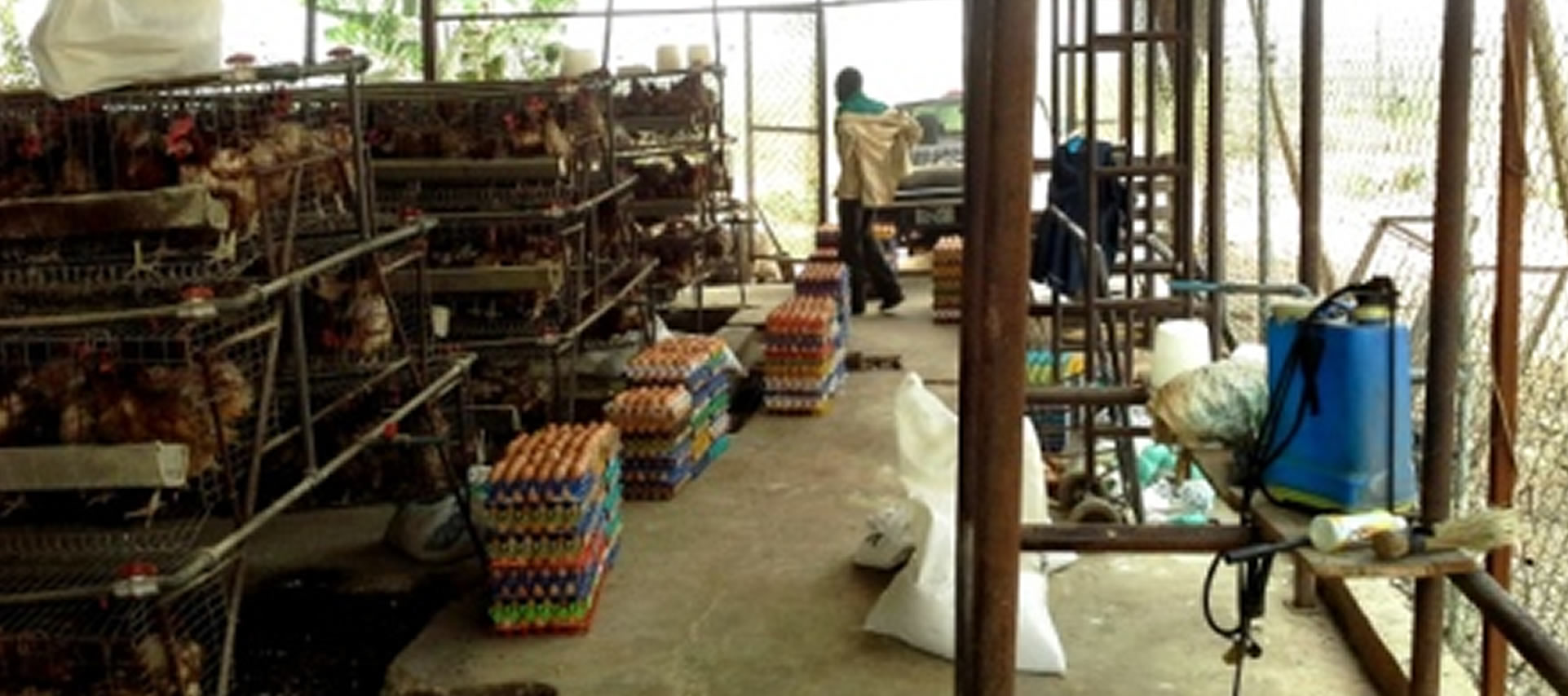 Poultry Farming